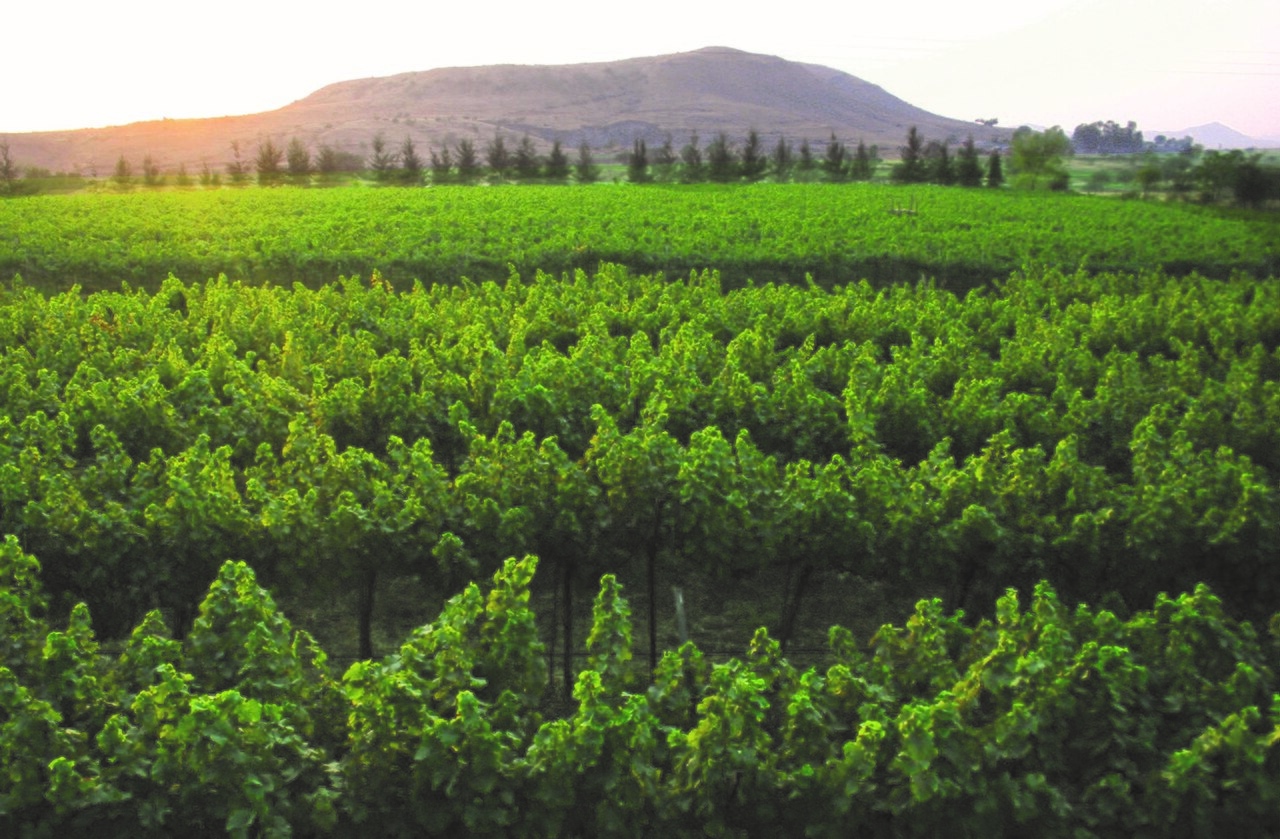Vineyard rows at Sula Vineyards in Nashik